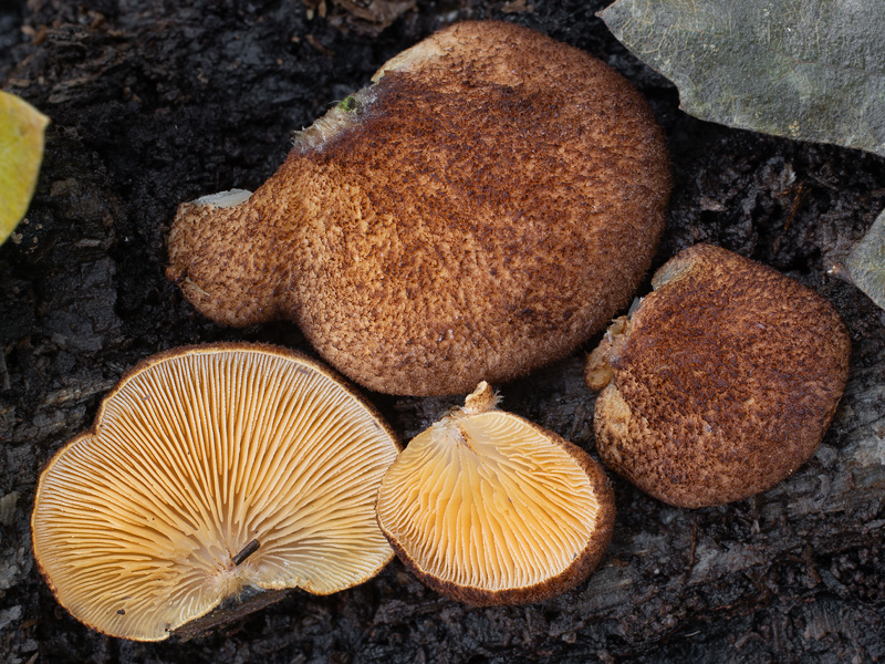 Crepidotus crocophyllus